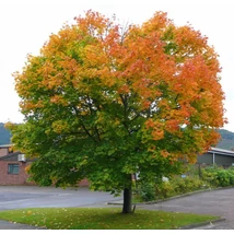 Acer platanoides 'Emerald Queen' - Korai juhar K35  10/12 250/300