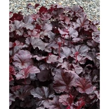 Heuchera Obsidian - Tűzeső Cs15