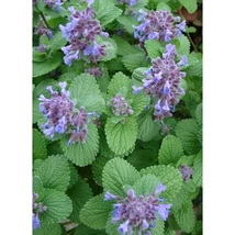 Nepeta racemosa Odeur Citrom Macskamenta Cs9