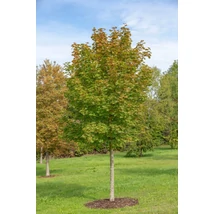 Acer platanoides 'Olmsted' – Oszlopos korai juhar K10/15 6/8 175/225