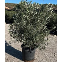 Olea europea pompon bola tarrina  - Európai olajfa 90 lts