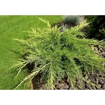 Juniperus x media 'Old Gold' - Óarany terülő boróka FL 60/80