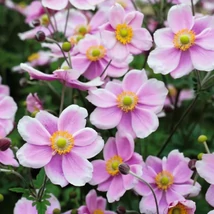 Anemone hupehensis  Rose Shades - Őszi szellőrózsa, kínai szellőrózsa Cs9