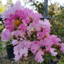 Lagerstroemia indica - Kínai selyemmirtusz C30 Bokor 150/175