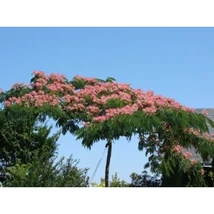 Albizia julibrissin 'Ombrella' - Pirosvirágú selyemakác K50 8/10