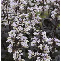 Penstemon digitalis 'Onyx and Pearls'  - Bugatölcsér Cs14