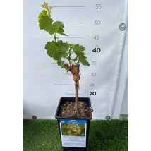 Vitis vinifera - szőlő Opus K1,4l