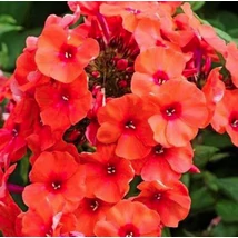 Phlox paniculata Orange Perfection - Bugás lángvirág CS14