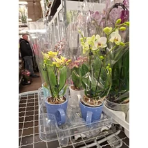 Orchidea bögrében
