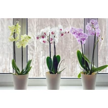 Orchidea