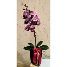 Orchidea mű, kerámia kaspóban 1 ágas lila