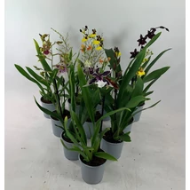 Orchids in varieties 1 spike Orchidea színmix készlet szerint 1db 20/30