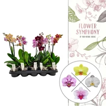 Phalaenopsis hybrid mix - Lepkeorchidea színmix 40/50cm