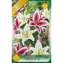 Liliom Pink White Oriental Duo 2-db-os