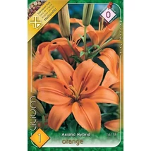 Liliom  Orange 1 db