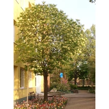 Fraxinus ornus 'Mecsek' - Gömbkőris 220/27010/12 Drótlabdás