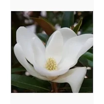 Magnolia grandiflora 'Little Gem' - Fehér virágú örökzöld magnólia CLT9 60/80