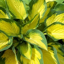 Hosta orange marmalade - Árnyliliom CS14