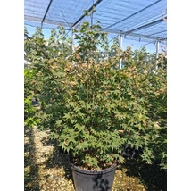 Acer palmatum 'Osakazuki' - Japán juhar narancsvörös K130 150/175