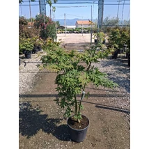 Acer palmatum 'Osakazuki' - Japán juhar narancsvörös K15 100/125