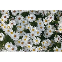 Aster dumosus Niobe- Törpe őszirózsa