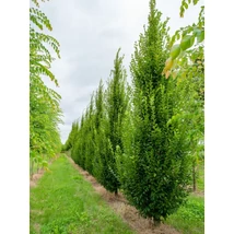 Carpinus betulus 'Fastigiata' - Oszlopos növekedésű gyertyán K10/20 175/200