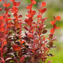 Berberis thunbergii 'Orange Rocket' - Narancs bordó levelű japán borbolya 40/60