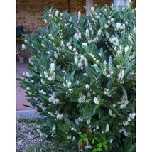 Prunus laurocerasus 'Otto Luyken' – Törpe babérmeggy K1,5L 10/20