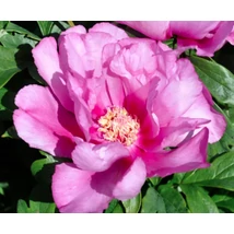 Paeonia Itoh ‘First Arrival’-  Itoh hibrid bazsarózsa K5L