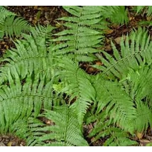 Athyrium filix-femina - Hölgypáfrány K2