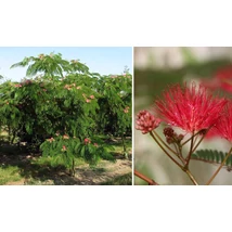 Albizia julibrissin 'Ombrella' - Pirosvirágú selyemakác 200/250+