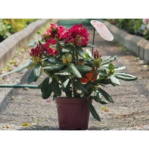 Rhododendron - Havasszépe K2 30/35