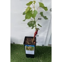Vitis vinifera - szőlő Sultanina K3,5L