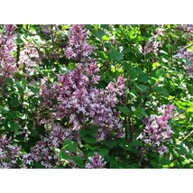 Syringa meyeri Palibin - Törpeorgona 80/100 FL