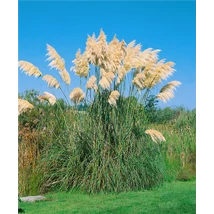 Cortaderia selloana Compapacta  pampafű 3L