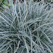 Carex panicea Pamira - sás CS9