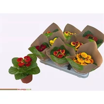 Calceolaria herbeohybrida pompás papucsvirág Cs13 papírtasakban