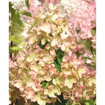 Hydrangea paniculata 'Pastelgreen' ('Renxolor') - Bugás hortenzia 10-20 K2