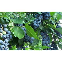 Vaccinium corymbosum 'Patriot' - Magas terméshozamú kék áfonya K2 30/50