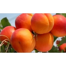 Prunus armeniaca ‘Paviot’ – Paviot öntermékeny kajszibarack K5 