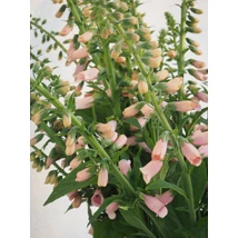 Digitalis purpurea 'Dalmatian Peach' Gyűszűvirág Cs14
