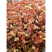 Sedum ‘Peach Pearls’ –  Varjúháj D14
