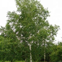 Betula pendula - Közönséges nyír K 8L 250/300