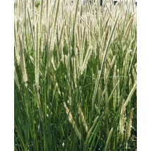 Pennisetum macrourum  - Afrikai tollborzfű D14