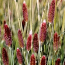 Pennisetum thunbergii - Thunberg tollborzfű Cs14