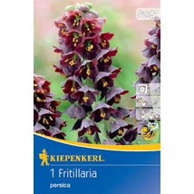 Kiepenkerl Fritillaria Persica császárkorona virághagyma 1db Kiepenkerl Fritillaria Persica császárkorona virághagyma 1db