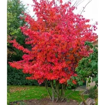 Parrotia persica MULTIT- Perzsafa EXTRA többtörzses 200/250 C180L