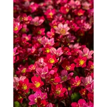 Saxifraga arendsii Peter Pan Kőtörőfű CS9