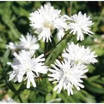 Lychnis flos-cuculi Petit Henri réti kakukkszegfű CS14