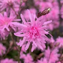 Lychnis flos-cuculi ‘petite jenny’ - Réti kakukkszegfű Cs14